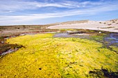 Weed on the Cley bird reserve