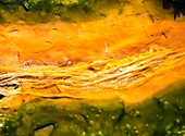 Thermophilic bacteria and algae colours