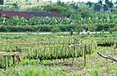 Tobacco plantation,Cuba