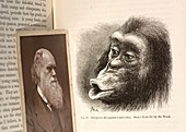 Darwin Expression of emotions ape and man