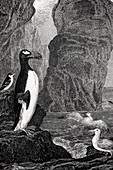 1850 Extinct Great auk near rock stacks