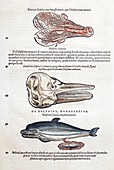 1560 Gesner Dolphin as sea mammals