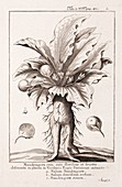 1720 Calmet early Mandrake illustration B