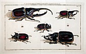 1759 Rosel Roesel von Rosenhof Beetles