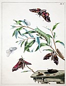 1775 Moses Harris Aurelian Eyed Hawk Moth