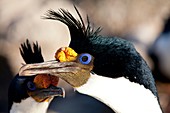 Imperial shag in breeding colours