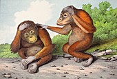 1860 Two sweet Orangutan illustration
