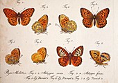 1783 Jablonsky Fritiliary Butterfly Print