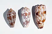 Three Conus Cone shells that can kill man