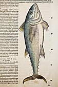 1560 Gesner Medditeranean Bluefin Tuna