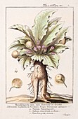1720 Calmet early Mandrake illustration