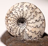 Ammonite sutures Graspedites subolitus
