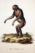 1760 Simia Troglodites linnaeus chimp