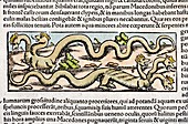 1560 Munster Comographia hydra dragons