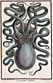 1801 Montfort octopus engraving colour