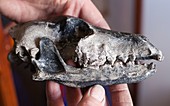 Extinct Falkland Island Wolf Warrah Skull