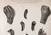 1825 Mantell First Iguanodon teeth toned