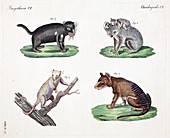 1821 Bertuch Harris Thylacine first color