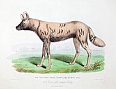 1830 First African Hunting Dog London zoo