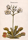 1769 1789 Venus Fly Trap Dionaea first