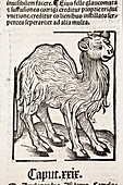 1491 First Camel print Hortus Sanitatis