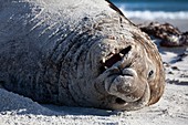 Obesity in animals a happy elephant seal