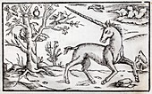 1560 Munster Unicorn engraving