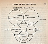 1840 William Swainson quinary taxonomy