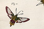 1744 Roesel von Rosenhof Bee Hawk moth