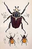 1845 Westwood Goliath Beetle painting