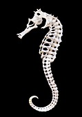 Seahorse skeleton vertebrate exoskeleton