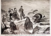 1871 Kilkee Irish Sea Monster Serpent
