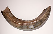 Hippo Tusk from tropical climate Britain