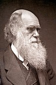 1874 Charles Darwin photograph portrait