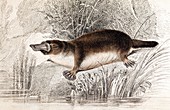 1841 Lizars Duck Billed Platypus