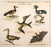 1735 William Dampier Birds of the Pacific
