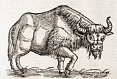 1560 Gesner European Bison wisent