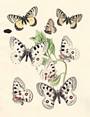 1875 Foodplant Apollo Parnasius butterfly