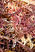 Agar seaweed Eucheuma coastal farming