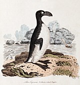 1819 Extinct Great Auk Illustration
