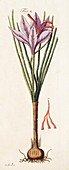 1795 Saffron Crocus sativus Illustration