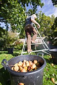 Pears being harvested to make perry