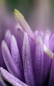 Knapweed flower,light micrograph