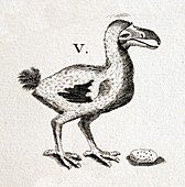 1657 pre extinction image of skinny dodo