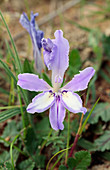Babiana mucronata in flower