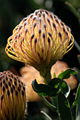 Protea (Leucospermum erubescens)