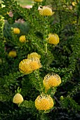 Leucospermum cordifolium 'Yellow Bird'