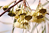 Eucalyptus kingsmillii in flower