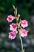 Gladiolus caryophyllaceus in flower
