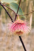 Eucalyptus rameliana flower